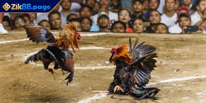 Những Điều Cần Biết Khi Chơi Đá Gà Tại Zik88 Dễ Dàng Đặt Cược 3 Lưu ý quan trọng tránh rủi ro