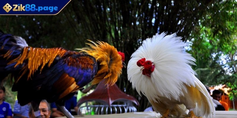Những Điều Cần Biết Khi Chơi Đá Gà Tại Zik88 Dễ Dàng Đặt Cược 2 Những điều cần biết khi chơi đá gà tại Zik88 lợi ích khi trải nghiệm